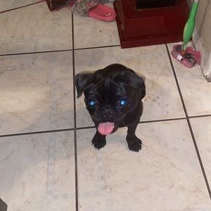 Meet your Posher, Frida